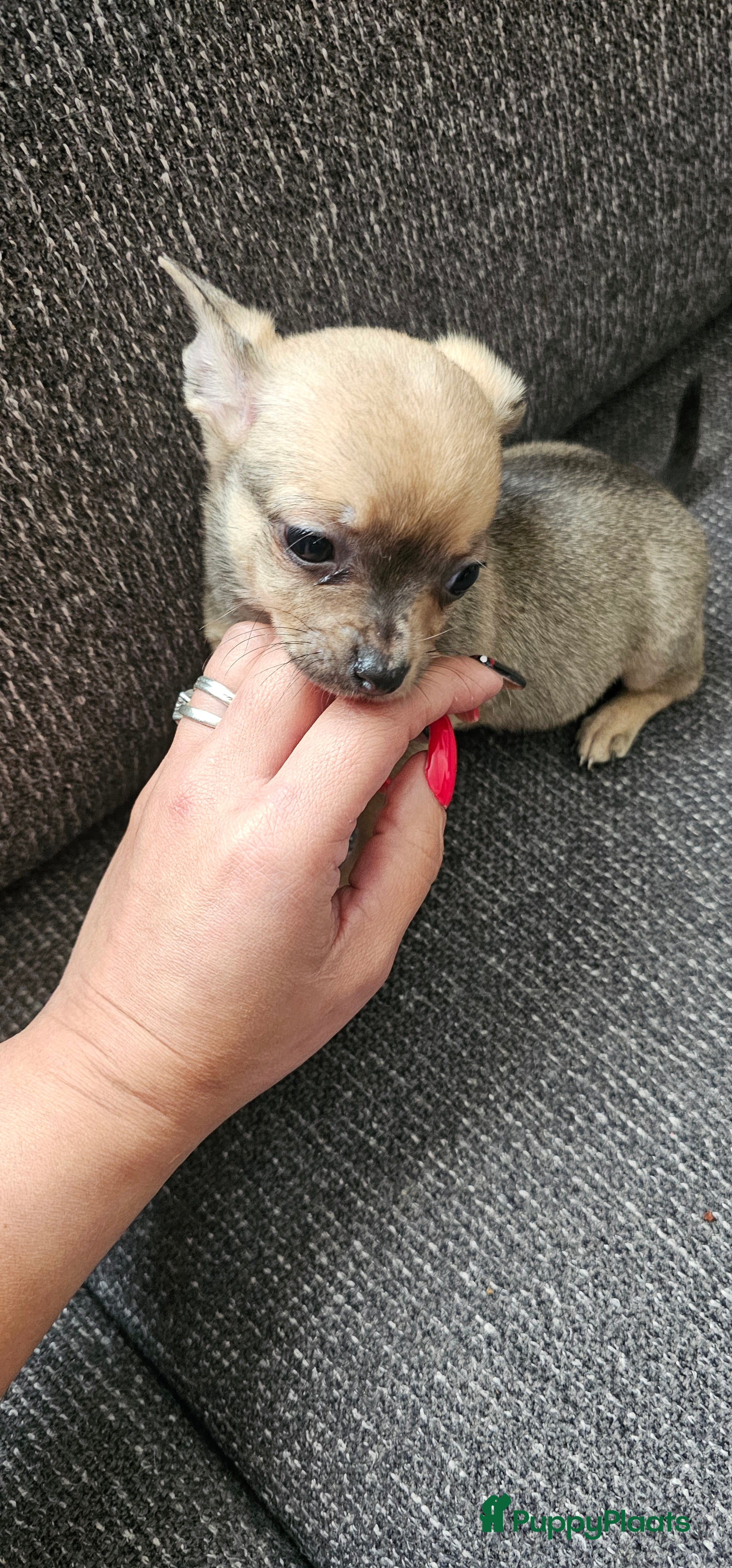 Chihuahua honden Teefje te koop - Advertentie 2
