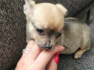 Chihuahua honden Teefje te koop - Advertentie 7