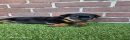 Rottweiler honden te koop: 8 Rottweiler pups. - Advertentie 2