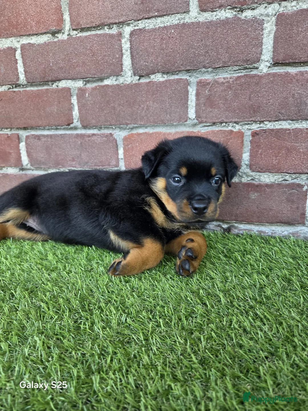 Rottweiler honden te koop: 8 Rottweiler pups. - Advertentie 2