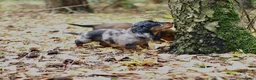 Teckel (langhaar) honden te koop: Teckel pups langhaar kleine dwerg - Advertentie 30