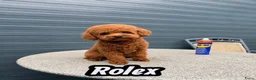 Poedel Toy honden te koop: Toy poedel puppy’s  - Advertentie 6