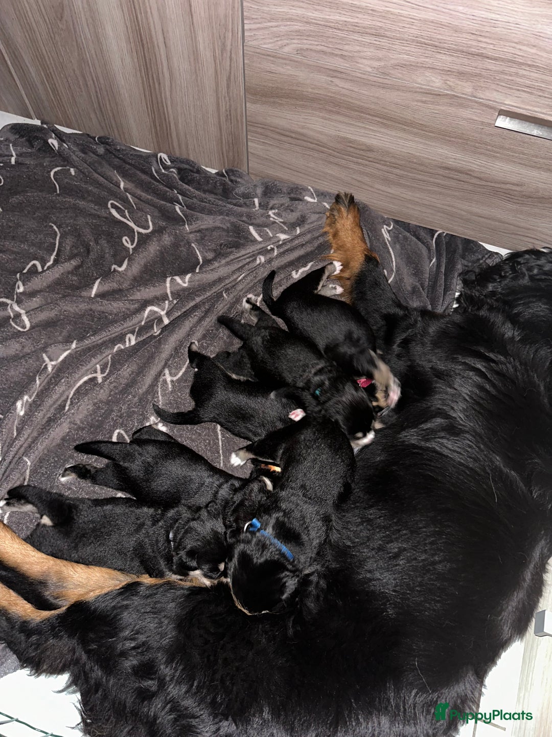 Kruising honden te koop: Super lieve bernsky puppy’s - Afbeelding 10