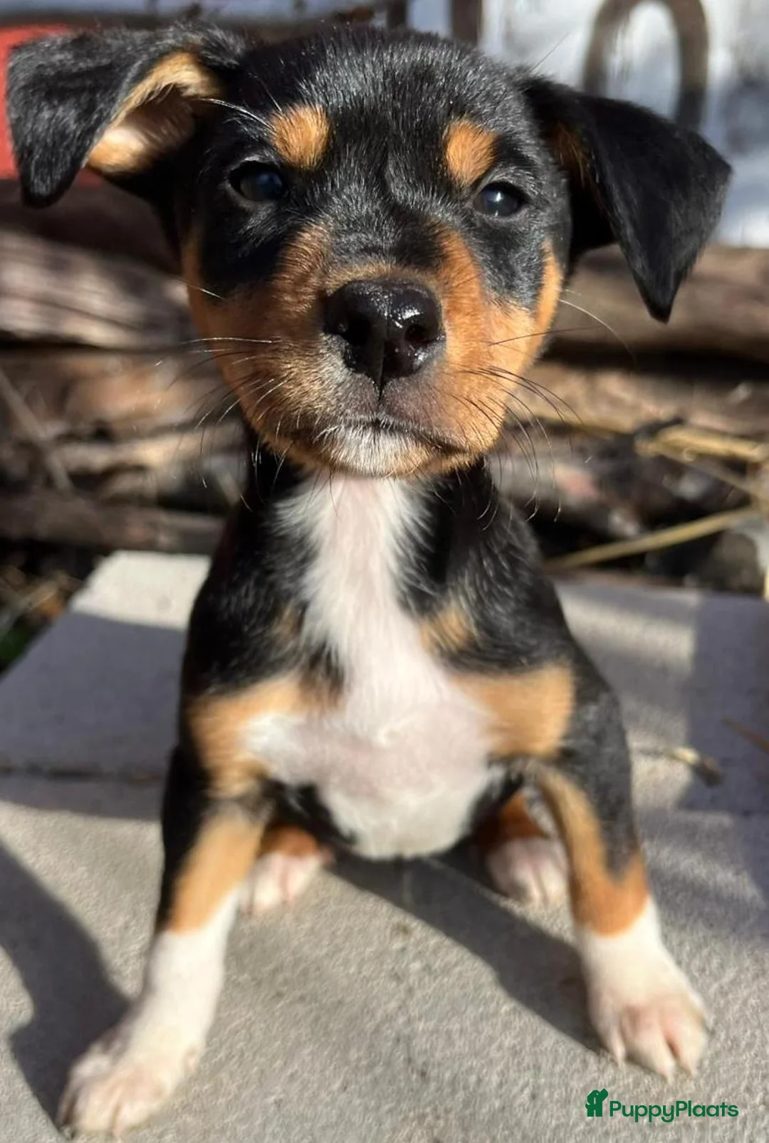 Kruising honden ter adoptie: zoro middelmaatje jongen zoekt een baasje   - Advertentie 9