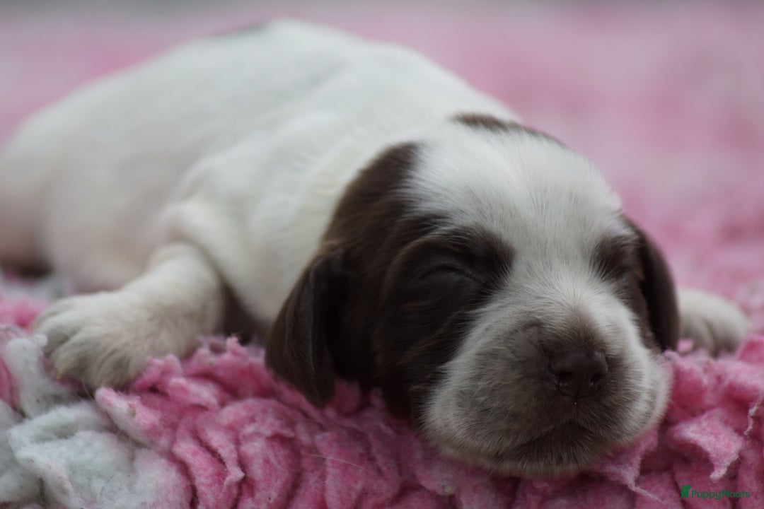 Engelse Cocker Spaniel honden te koop: Engelse Cocker Spaniel Pups met Stamboom  - Afbeelding 8