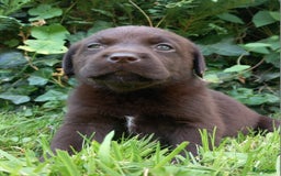 Labrador Retriever honden te koop: Chocolade labrador pups in Maastricht - Afbeelding 7