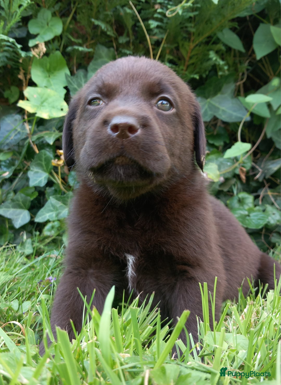 Labrador Retriever honden te koop: Chocolade labrador pups in Maastricht - Afbeelding 7