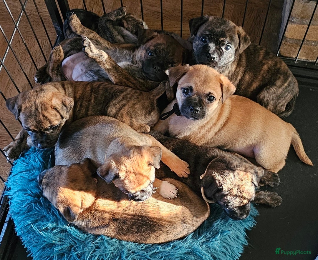 Kruising honden te koop: Kruising AHT American Hairless Terriër X Bulletje  in Hazerswoude-Rijndijk - Afbeelding 1