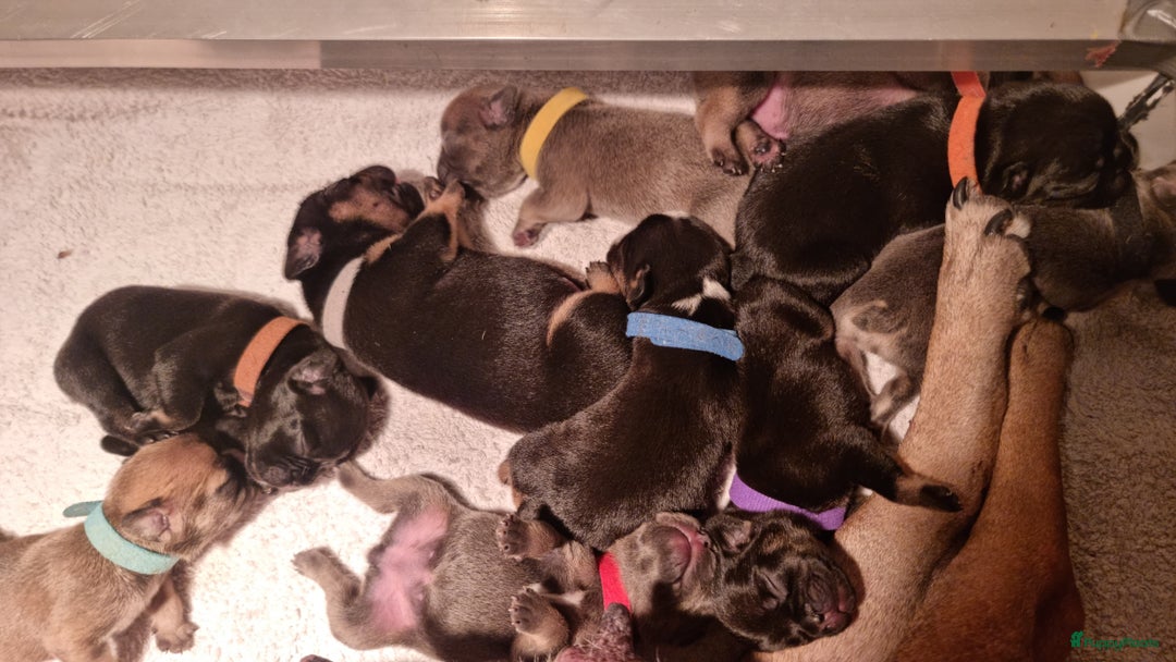 Franse Bulldog honden te koop: Fr bulldog puppy's uit geteste ouders - Advertentie 18