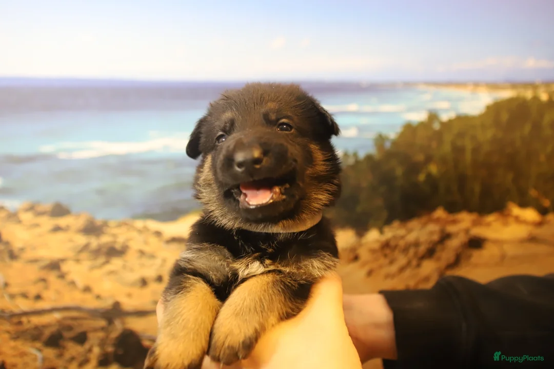 Duitse Herder honden te koop: Topkwaliteit Duitse Herder Pups - Advertentie 25