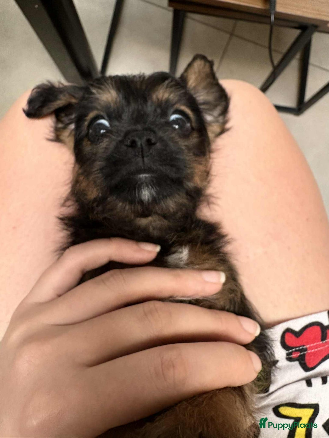 Kruising honden te koop: Jugapoo's  - Advertentie 5