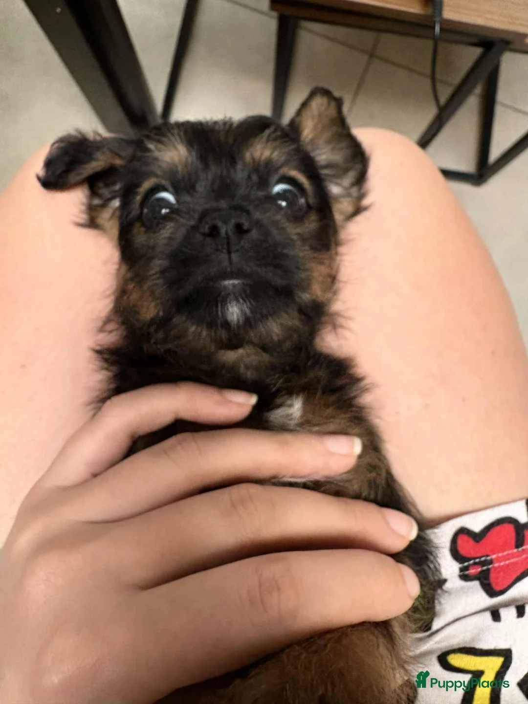 Kruising honden te koop: Jugapoo's  - Advertentie 5