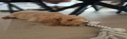 Labradoodle honden te koop: Labradoodle Pup Reu  in Maarssen - Advertentie 4