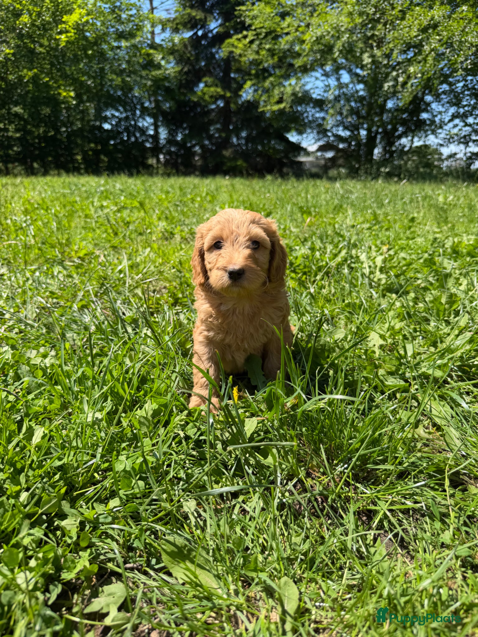Labradoodle honden Mooie Labradoodle pups! - Advertentie 1