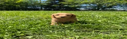 Labradoodle honden te koop: Mooie Labradoodle pups! - Advertentie 1