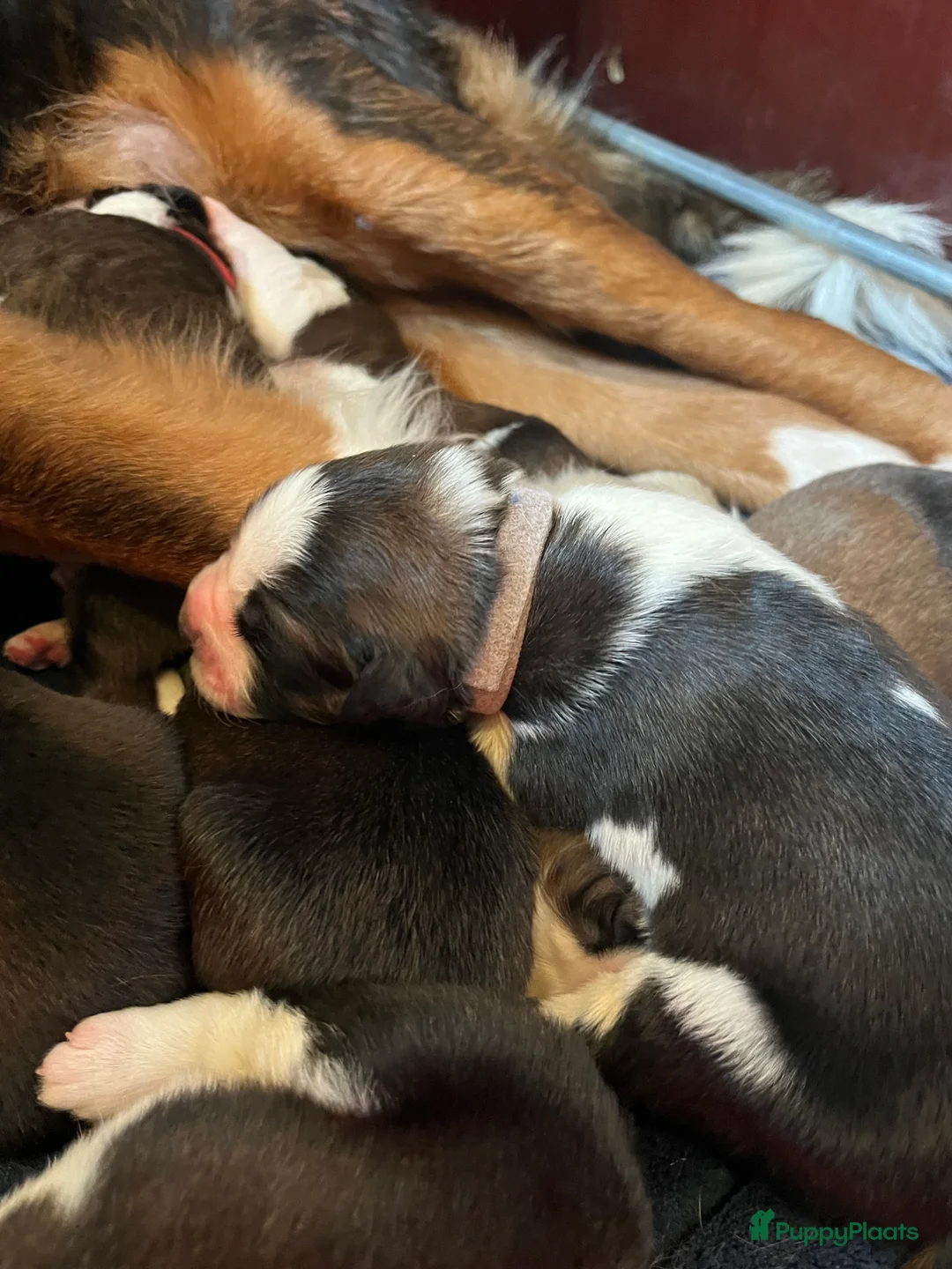 Kruising honden te koop: Lieve Sint-Bernard pups - Advertentie 5