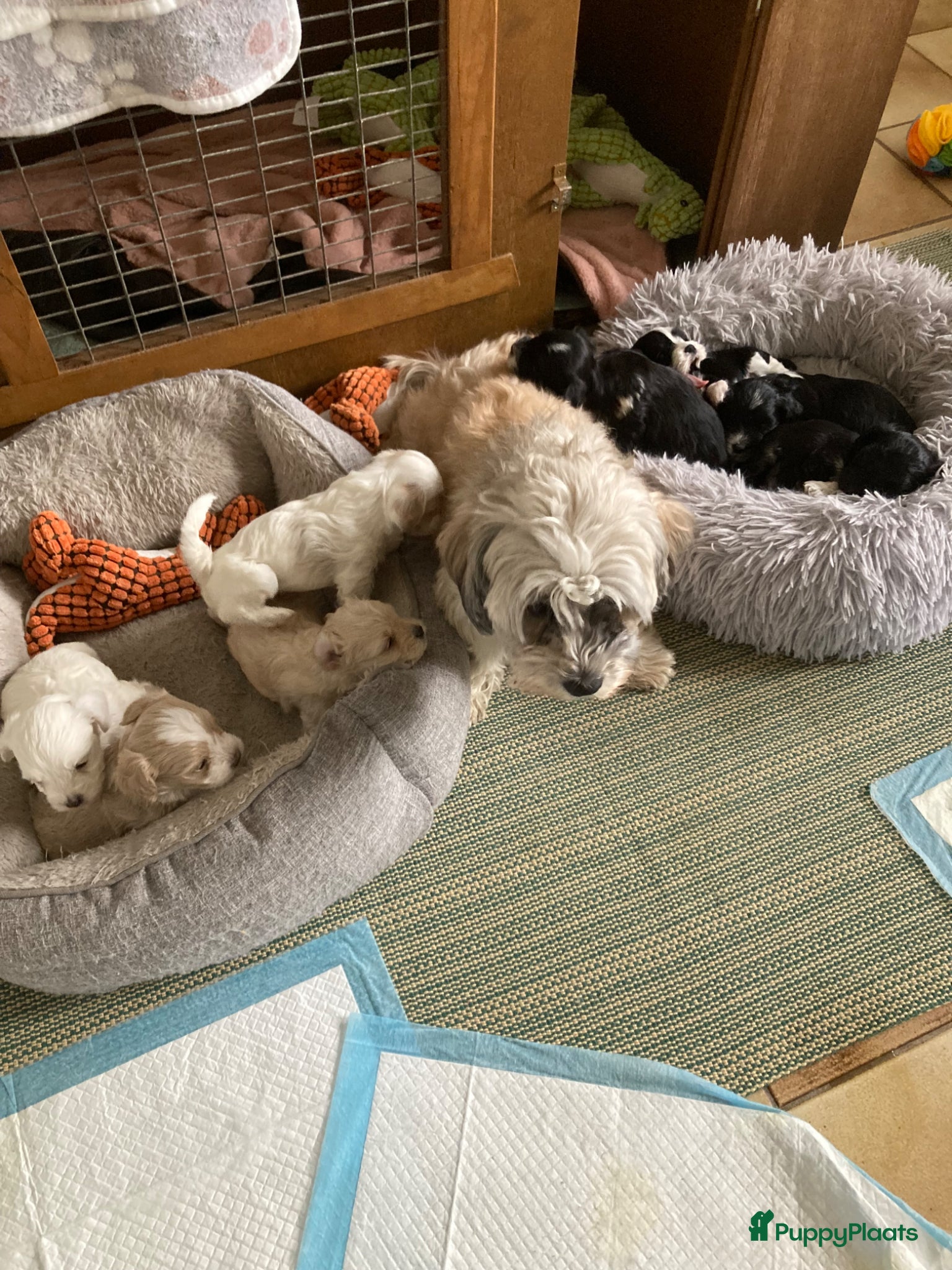 Kruising honden Mooie boomerpups 🥰 - Advertentie 1
