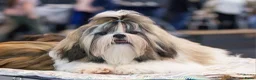 Shih Tzu honden te koop: Te koop raszuivere shih-tzu pup met fci stamboom  - Advertentie 13
