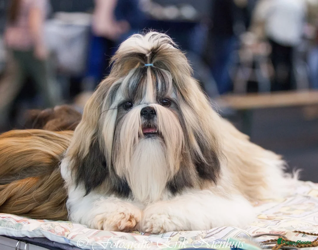 Shih Tzu honden te koop: Te koop raszuivere shih-tzu pup met fci stamboom  - Advertentie 13