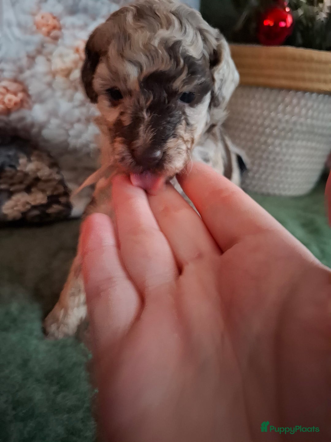 Poedel Toy honden te koop: Mooie chocolade merle pups - Advertentie 3