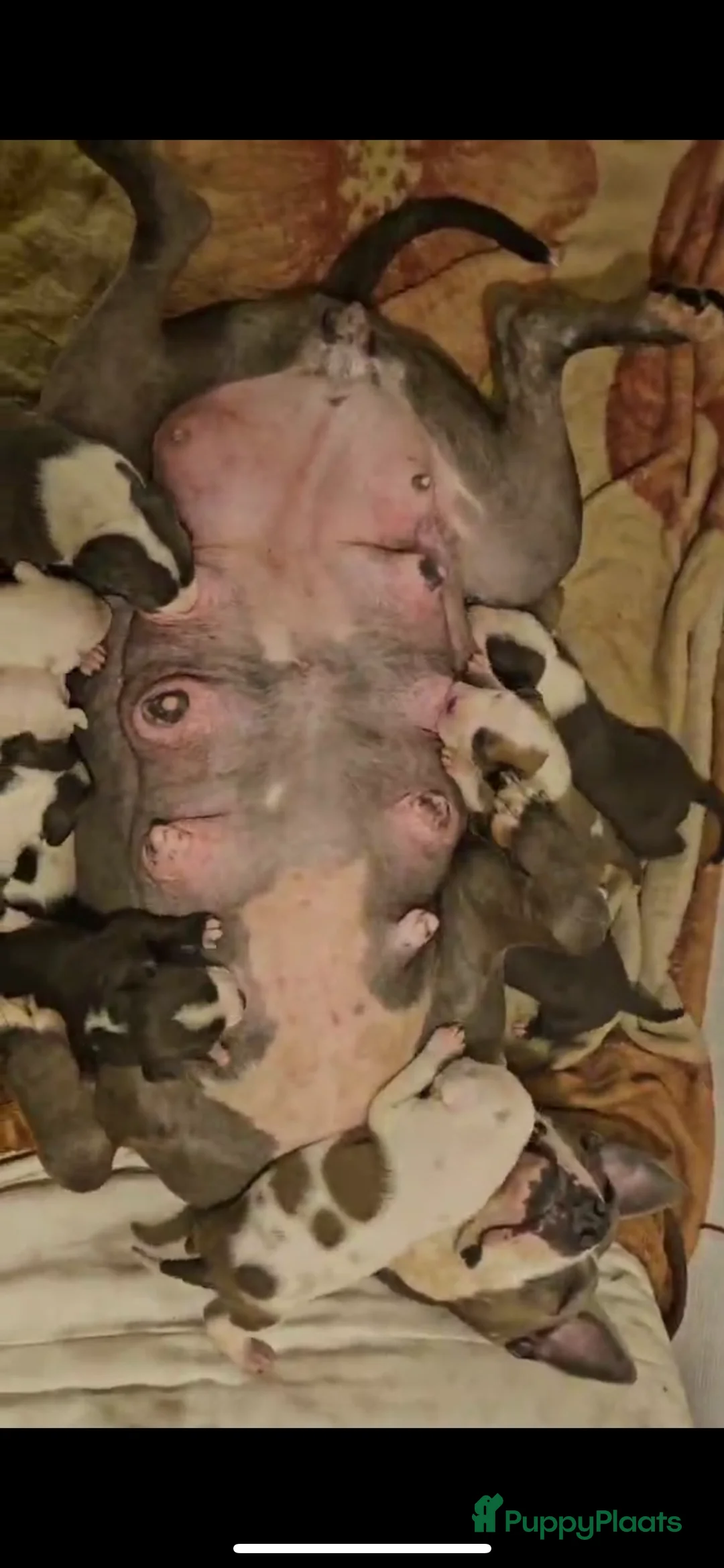 American Staffordshire Terriër honden te koop: Amerikaanse Stafford Pups - Advertentie 19