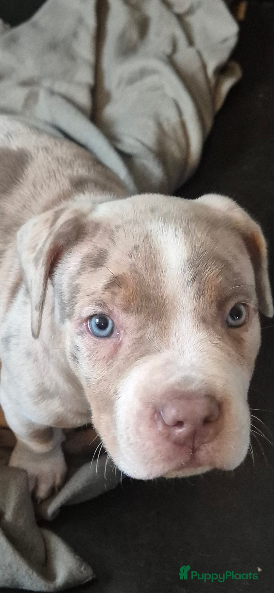 Amerikaanse Bully honden Nog twee prachtige teefjes beschikbaar  - Advertentie 3