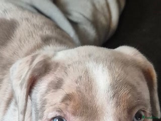 Amerikaanse Bully honden Nog twee prachtige teefjes beschikbaar - Advertentie 2