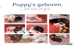 Duitse Staande Hond Korthaar honden te koop: Duitste staande korthaar teefje stamboom  in Vaassen - Afbeelding 3