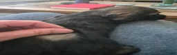 Teckel (langhaar) honden te koop: Dwergteckel laanghaar pups - Advertentie 5