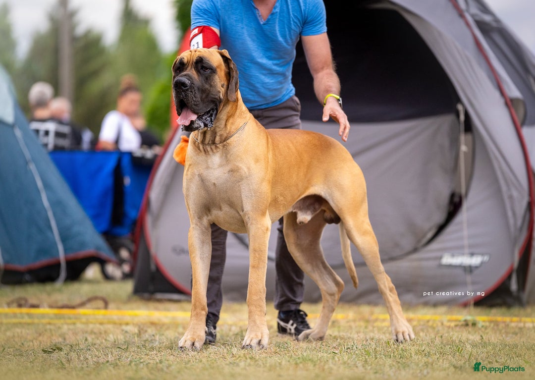 Duitse Dog honden te koop: Verwacht Duitse dog pups  - Afbeelding 9