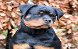 Rottweiler honden te koop: Prachtige super knappe puppy’s  in Haps - Afbeelding 7
