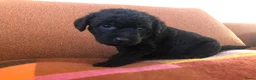 Kruising honden te koop: Labradoodle mix pups  - Advertentie 15