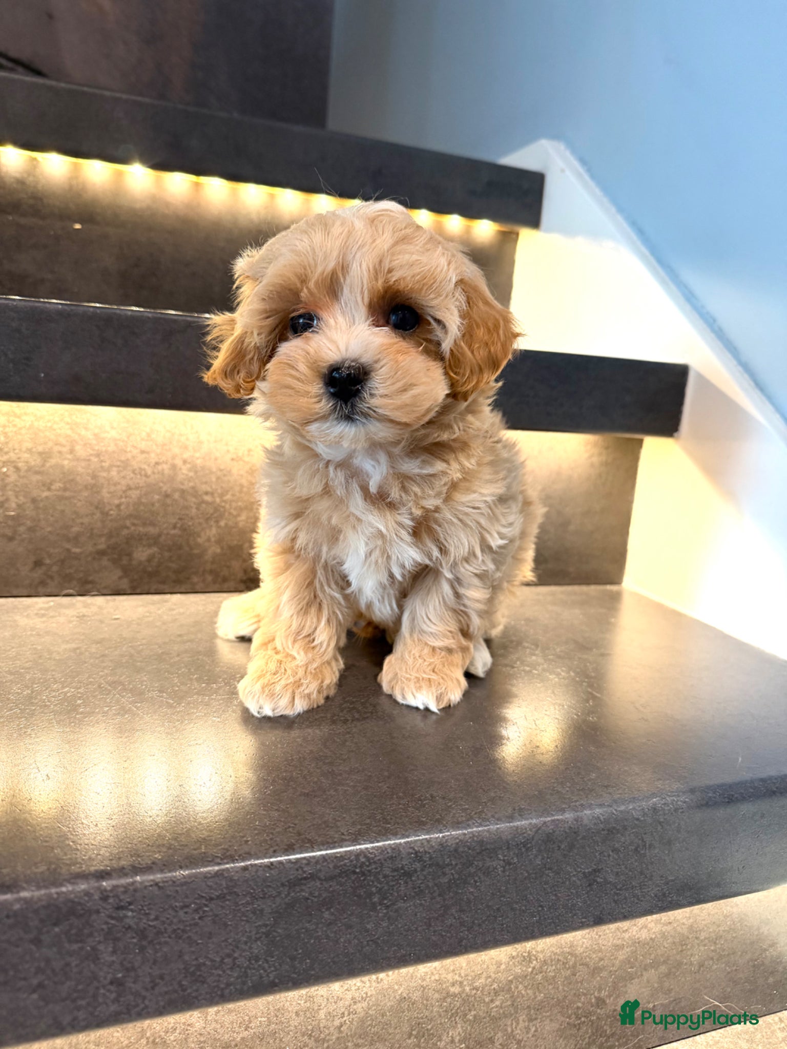 Maltipoo honden Prachtige, gezonde Maltipoo hier geboren  - Advertentie 1