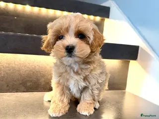 Maltipoo honden Prachtige, gezonde Maltipoo hier geboren - Advertentie 1
