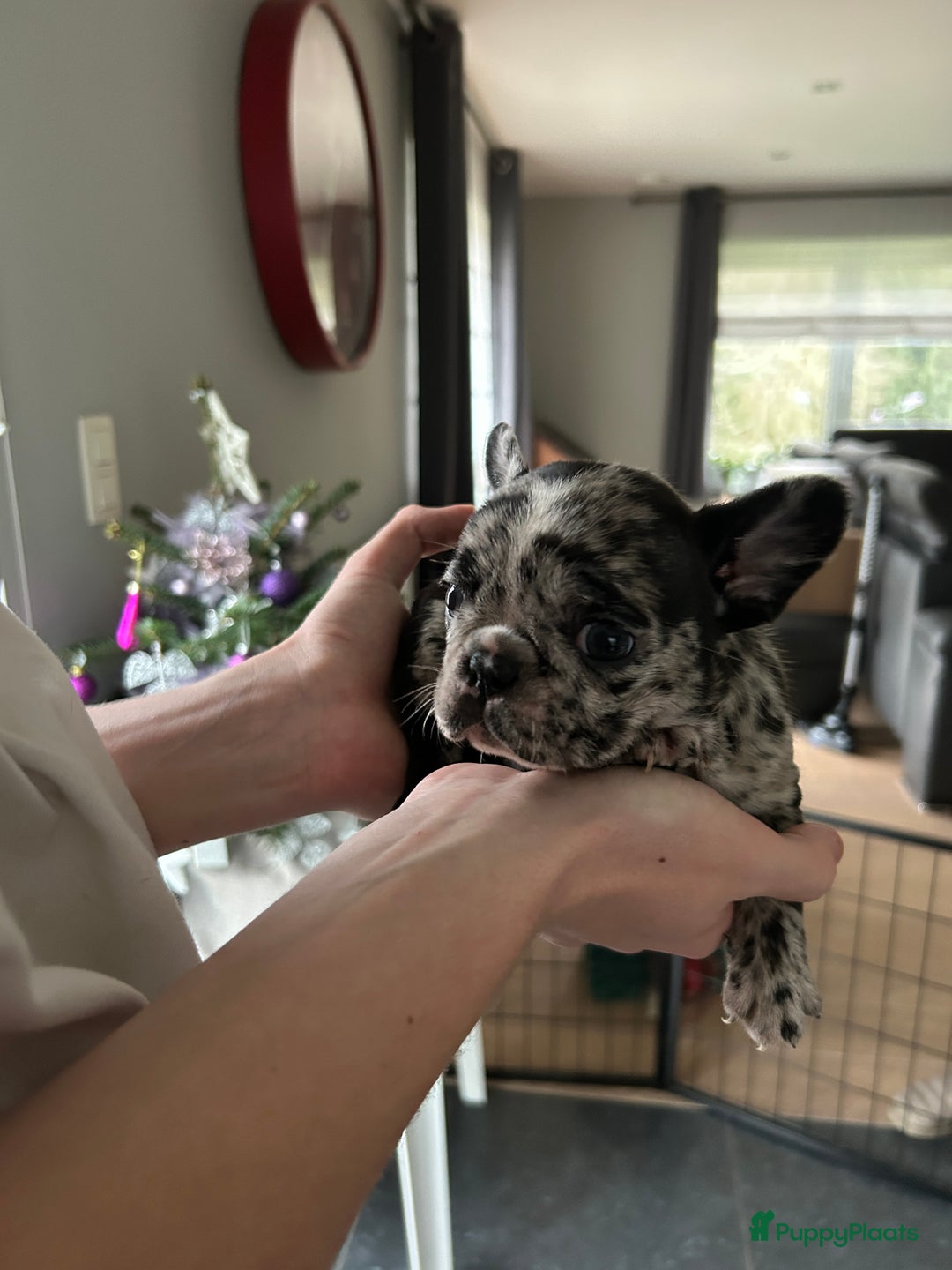 Franse Bulldog honden te koop: Franse bulldog puppy’s  - Advertentie 7