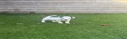 Jack Russel Terriër honden te koop: Jack Russell pups – 2 reutjes & 2 teefjes - Advertentie 17