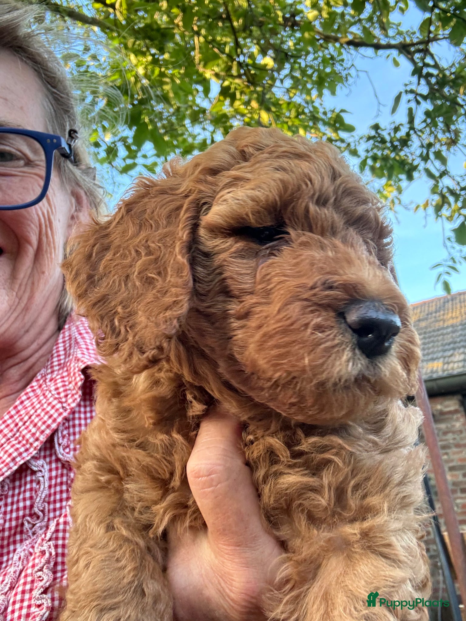 Australian Labradoodle honden Prachtig nest labradoodles (medium) - Advertentie 2