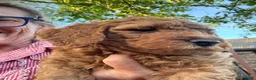 Australian Labradoodle honden te koop: Prachtig nest labradoodles (medium) - Advertentie 27