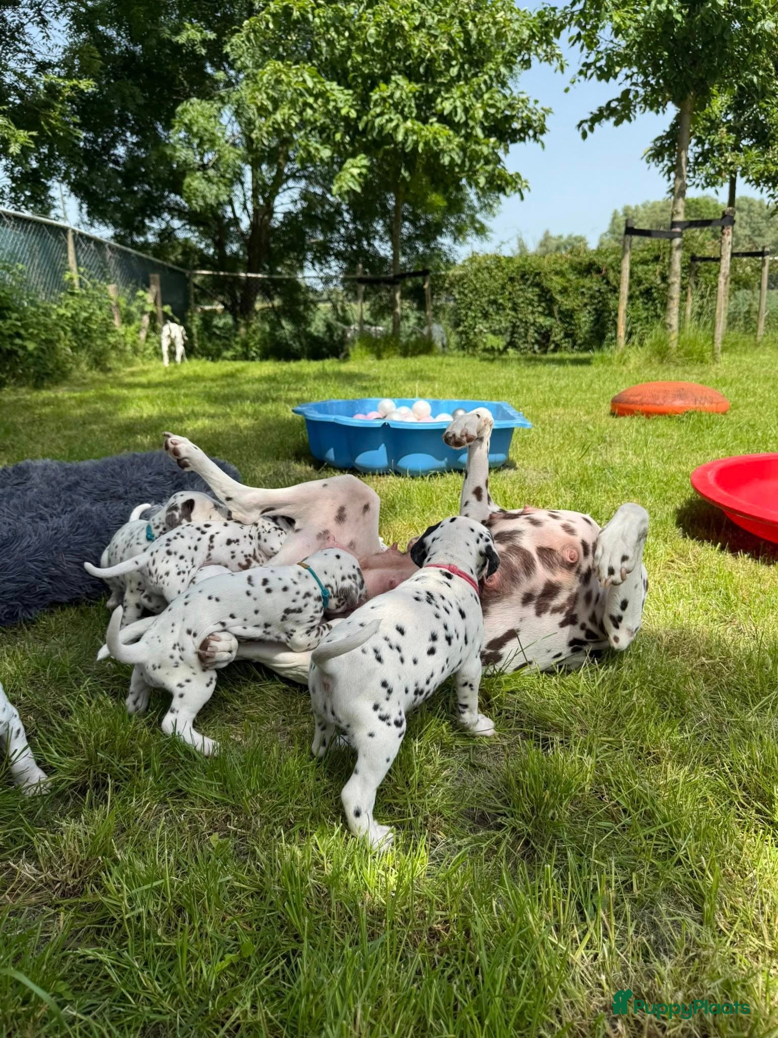 Dalmatiër honden Dalmatier pups - Advertentie 1