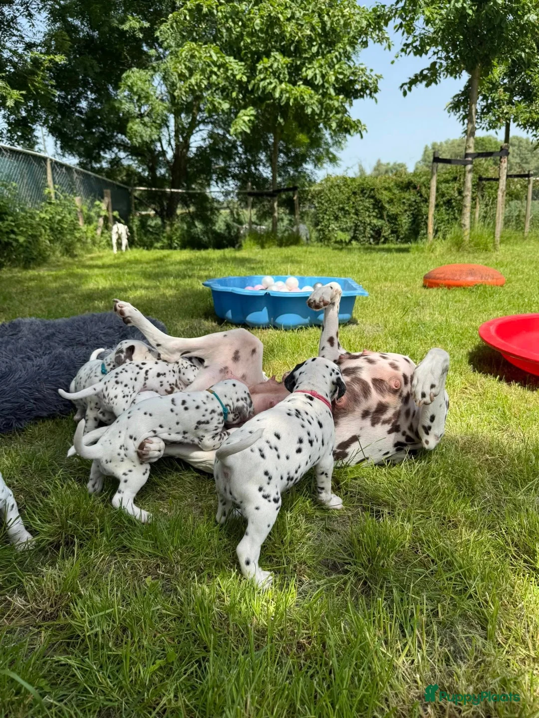 Dalmatiër honden te koop: Dalmatier pups - Advertentie 1