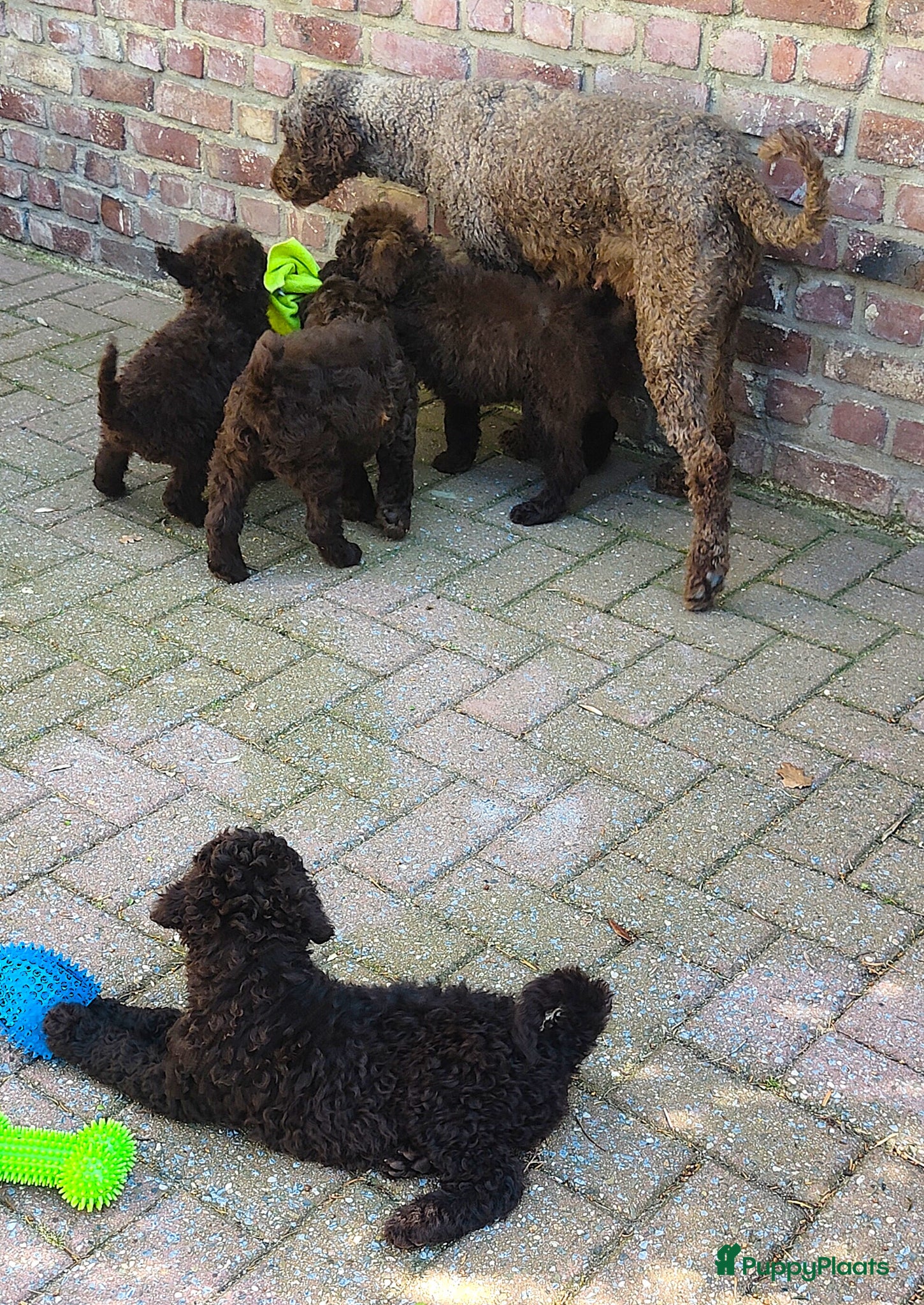 Labradoodle honden chocolade bruine f4 multigen labradoodle pups - Advertentie 2