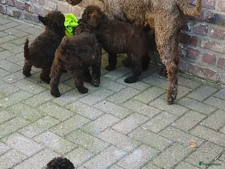 Labradoodle honden chocolade bruine f4 multigen labradoodle pups - Advertentie 2