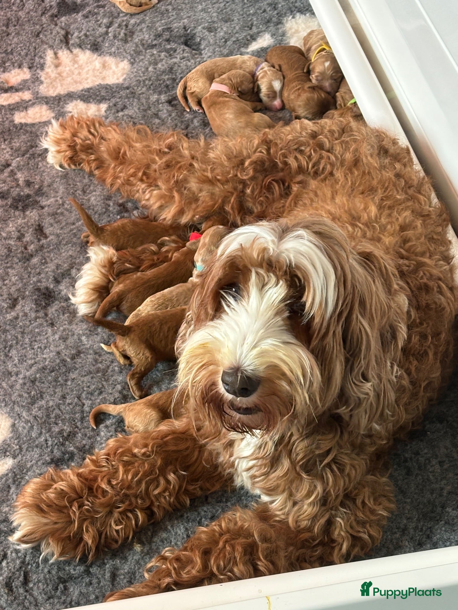 Labradoodle honden Labradoodle pups reutjes (mini) - Advertentie 3