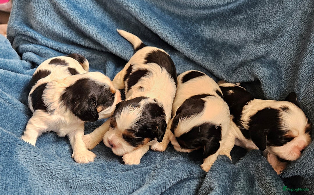 Cavalier King Charles Spaniel honden te koop: Cavalier King Charles Spaniel in Makkinga - Afbeelding 2