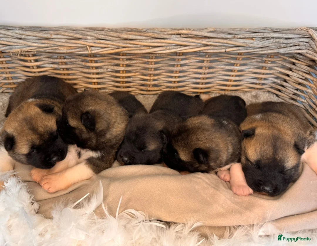 Galerij afbeelding {{count}}