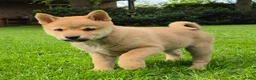 Kruising honden te koop: Shiba inu pups 8 weken (kwart pomeriaan) - Advertentie 5
