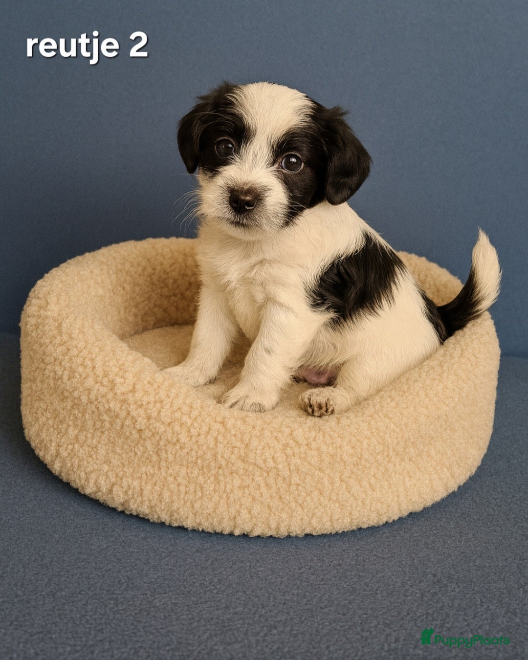 Kruising honden te koop: Mooie gezonde boomer pups.Maltezer maal Shih tzu  - Advertentie 4