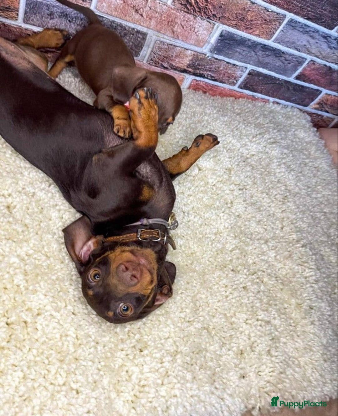 Teckel (korthaar)  honden te koop: Teckel pups - Advertentie 1