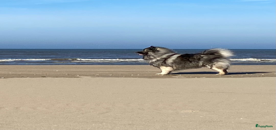 Galerij afbeelding {{count}}