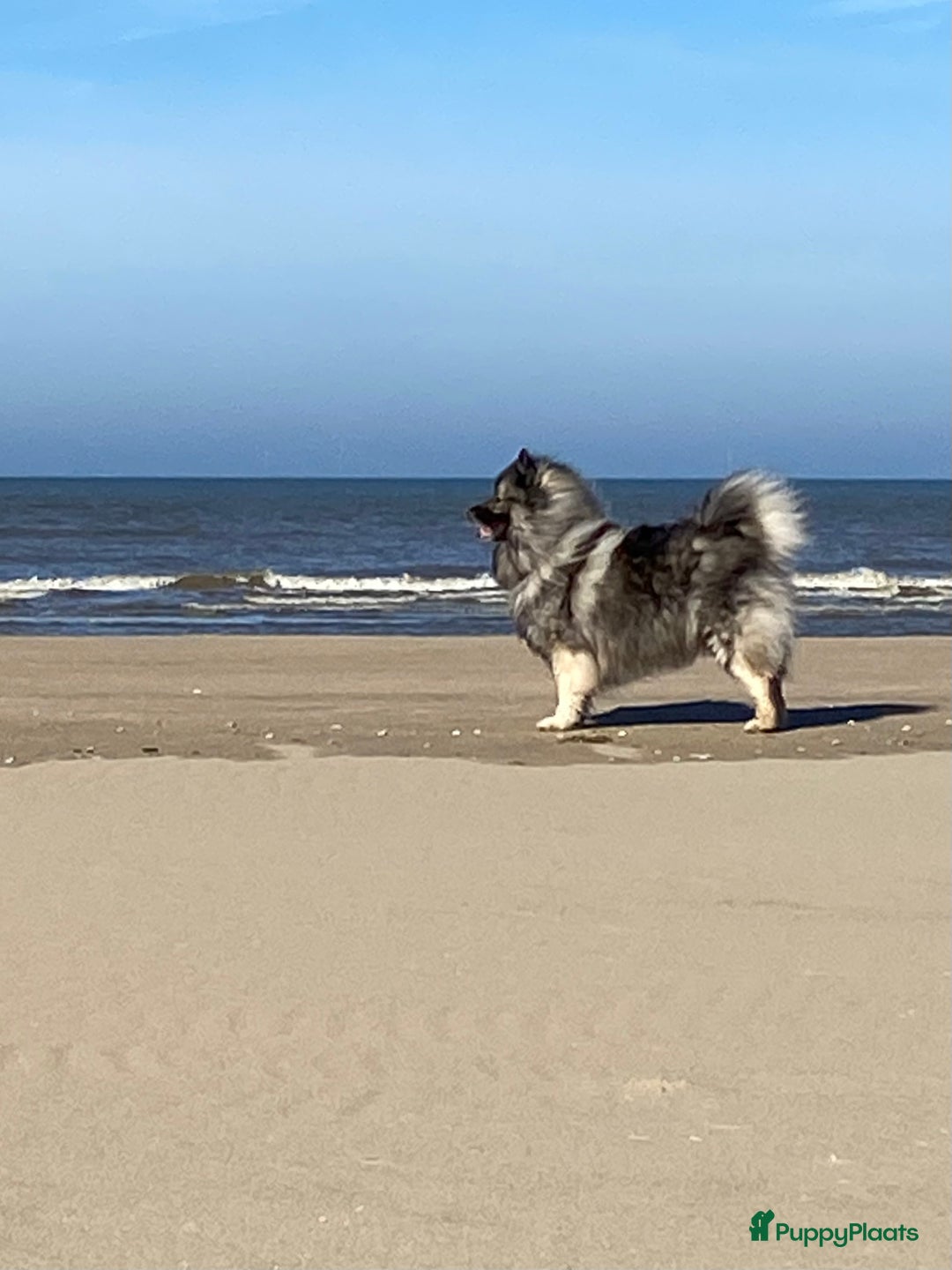 Galerij afbeelding {{count}}